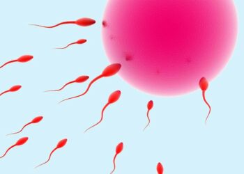 Ciclo citoplasmático en tándem: ¡Sus posibilidades de FIV acaban de aumentar!