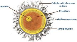 Zytoplasmatische IVF-Behandlung in Zypern