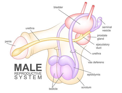 obstructive and non obstructive azoospermia