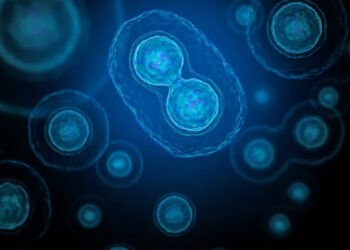 NMN e salute degli ovociti: utilizzo dell'NMN come supplemento nei cicli di fecondazione in vitro.