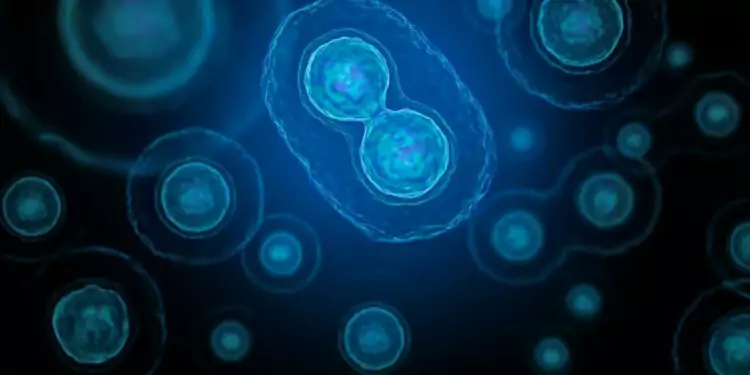 NMN y la salud de los ovocitos: uso de NMN como complemento en ciclos de FIV.